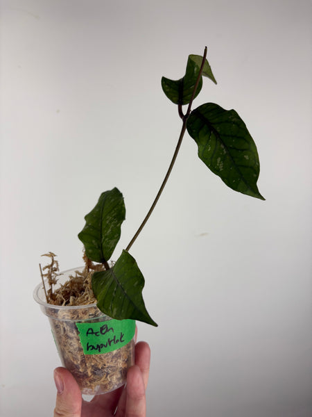 Hoya sp. Aceh 'Bur Perlak' A