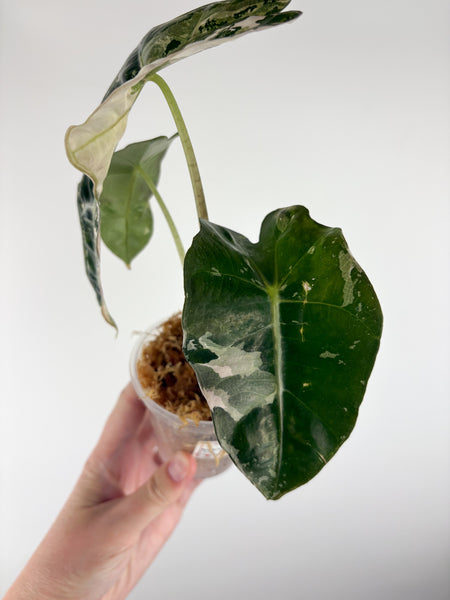 Alocasia Amazonica albo var. (clone) A
