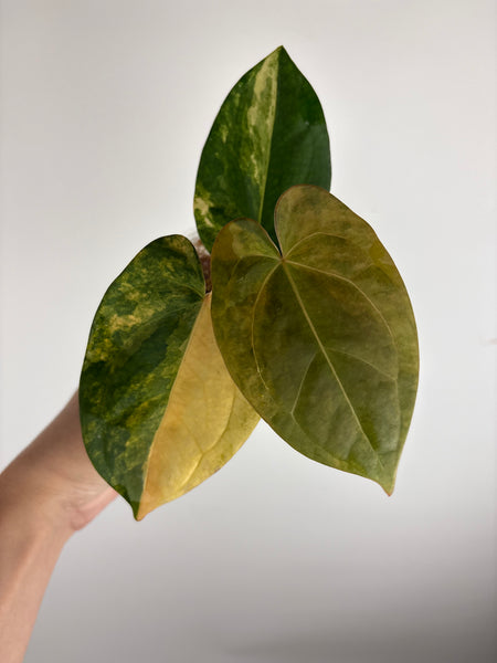 Anthurium FGT HB VRG(LA 04)
x Bvit x Dark Phoenix (Thailand)