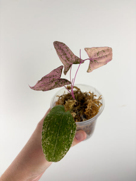Dioscorea pixel pink