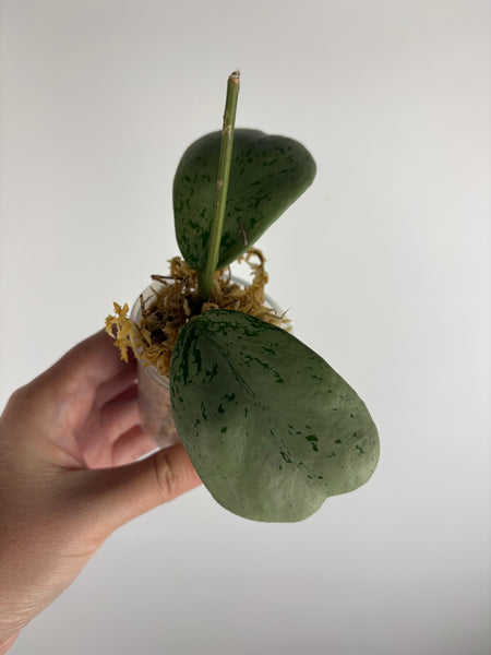 Hoya Chang dao silver A