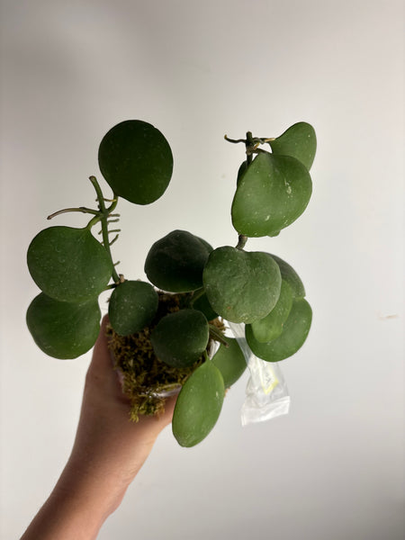 hoya kastbergii