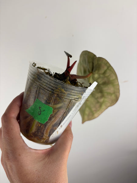 Anthurium
Carlablackiae x
Carlablackiae(Thailand) 8