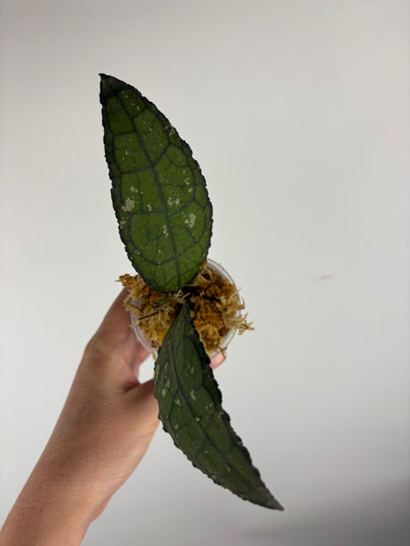 hoya clemensiorum crocodile B