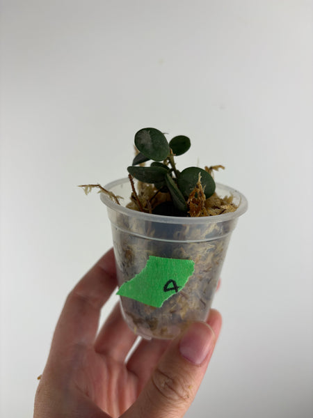 Hoya Serpens A2