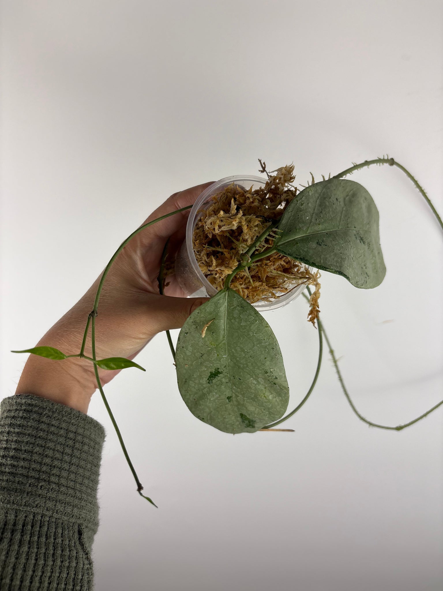 hoya coriacea silver 5