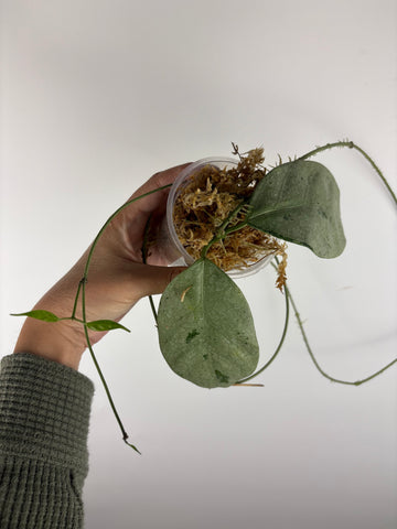 hoya coriacea silver 5