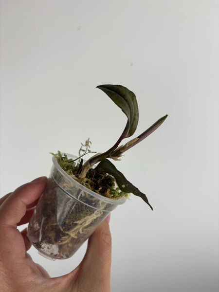 Jewel orchid sp papua