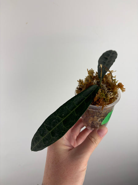 hoya hypolasia sp papua A