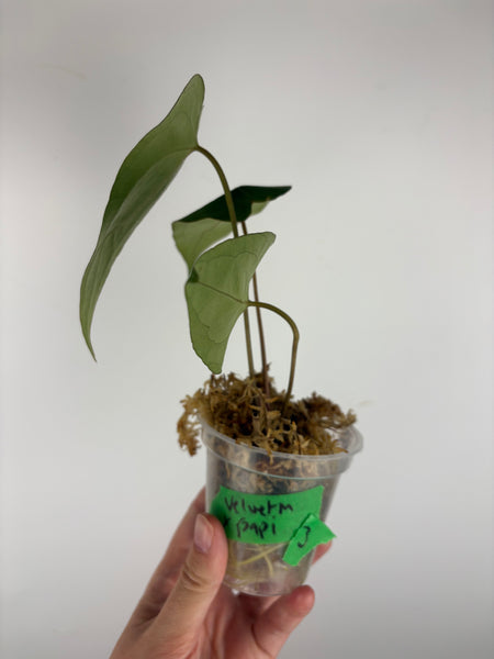 Anthurium velvet mask x papillilaminum 1