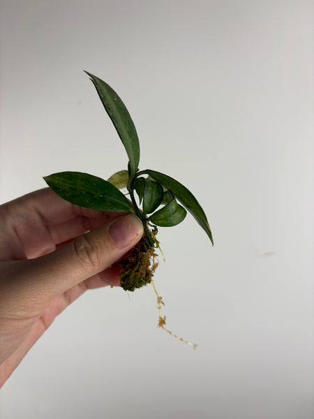 hoya lacunosa peridot cutting