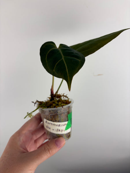 Anthurium HU x papi