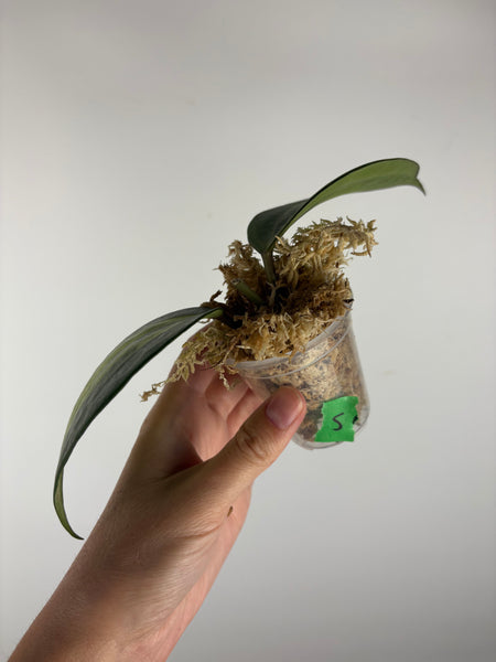 Hoya Latifolia Queensy 5