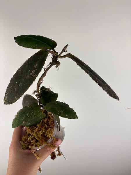 Hoya Undulata red A