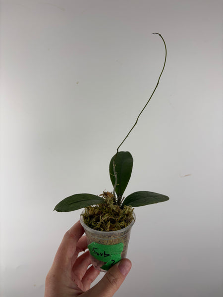 Hoya aff forbesii silver 2