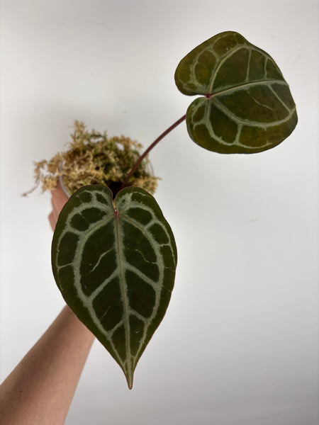 Anthurium silver blush x red crystal 4