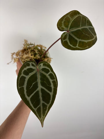 Anthurium silver blush x red crystal 4
