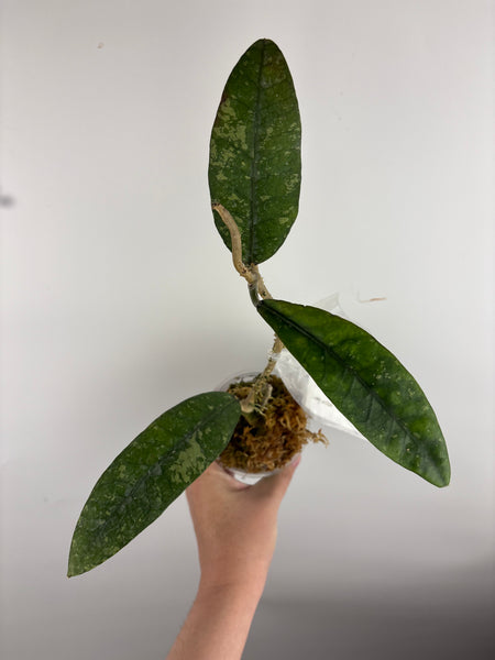 Hoya sp. Aceh
'Manohara' (Gunung
Leuser)B