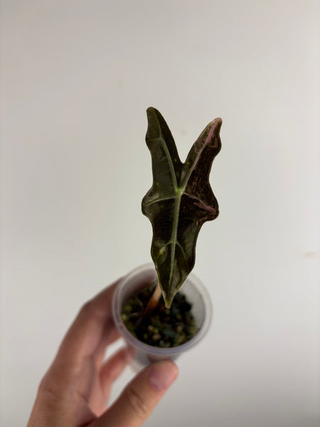 Alocasia nobilis pink B