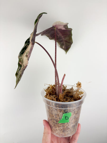 Alocasia pseudo sanderiana pink variegated D
