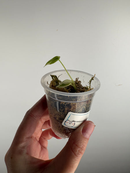 Alocasia scalprum albo variegated baby (TC)