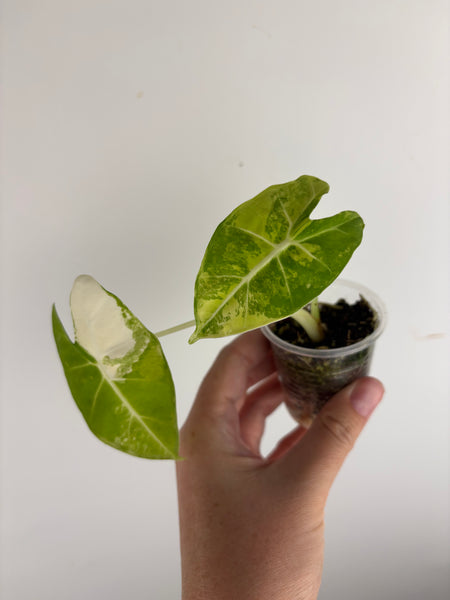 Alocasia frydek aurea B