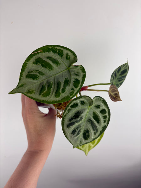 Anthurium Silver Chrome x KOS B3