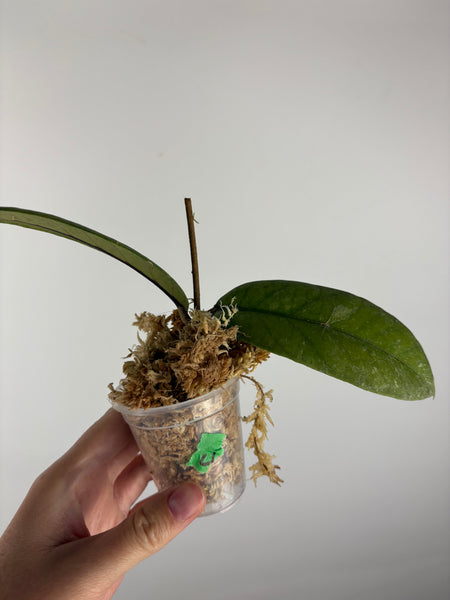 Hoya Meredithii Sp Aceh 4B