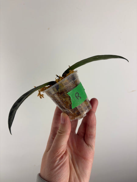 hoya hypolasia sp papua B