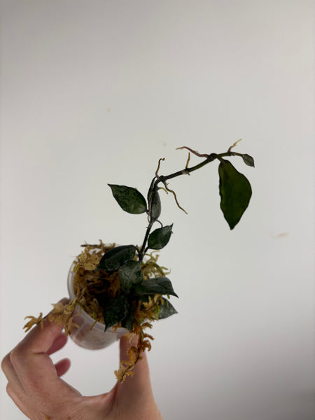 hoya lacunosa violet A