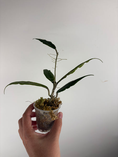 Hoya Sp aceh z3
