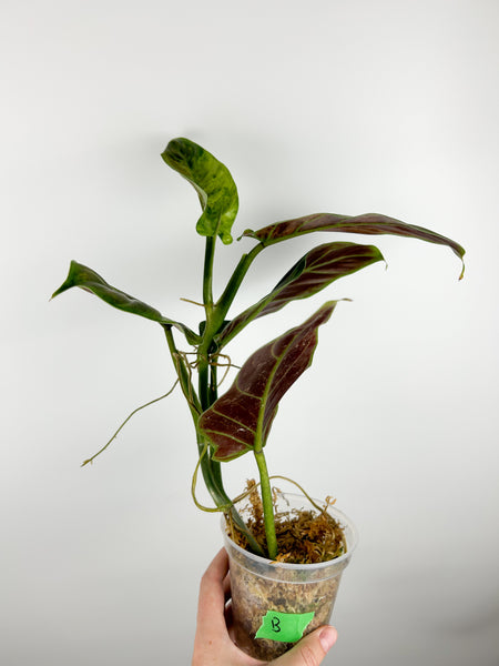 philodendron subhastatum variegated B