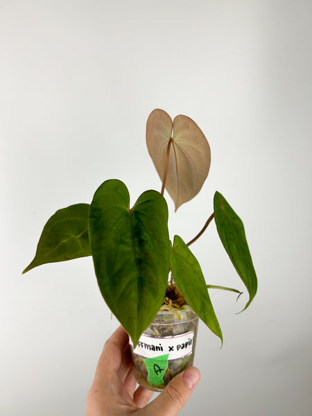 Anthurium hoffmannii x papi A