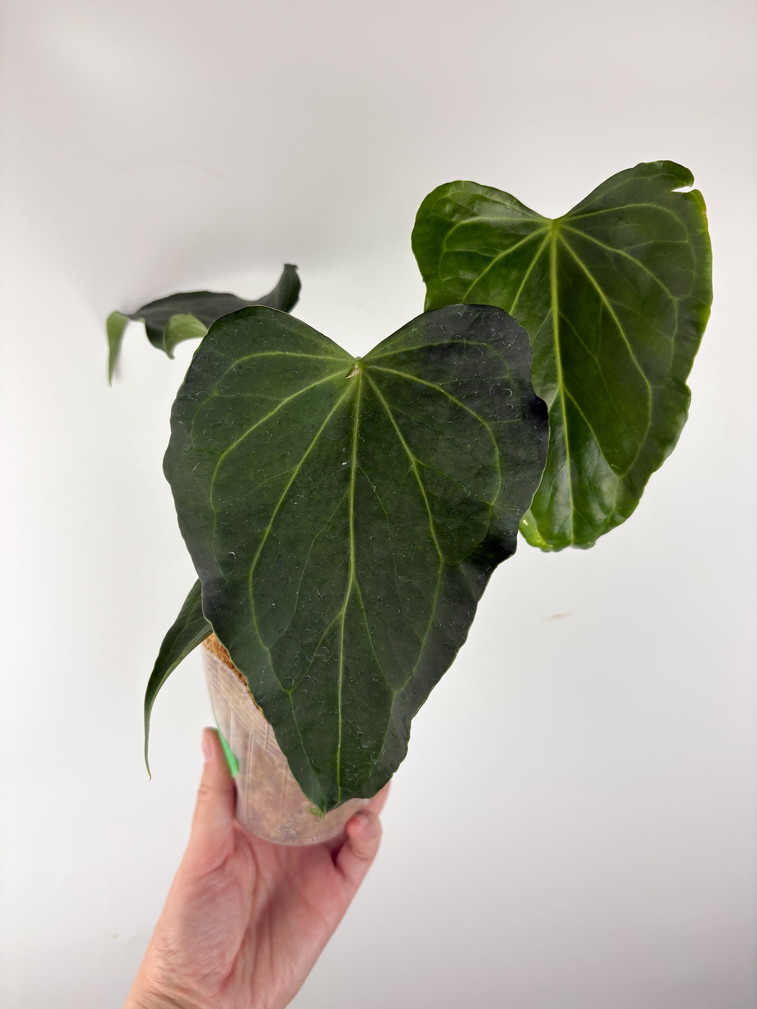 Anthurium delta force B