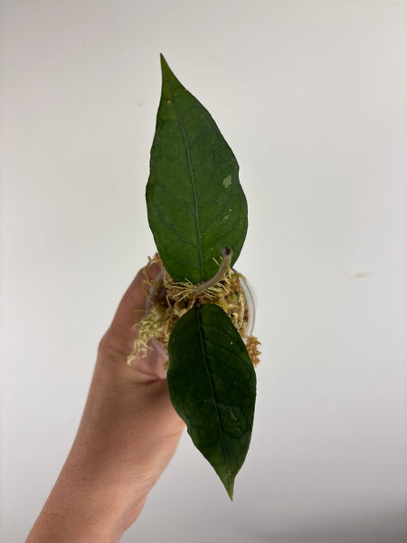 Hoya sp aceh shogun B2