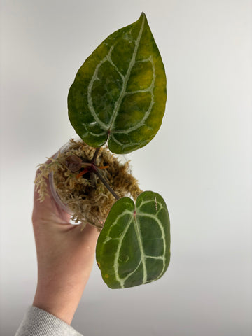 Anthurium red crystallinum nse seed (Indonesia) A