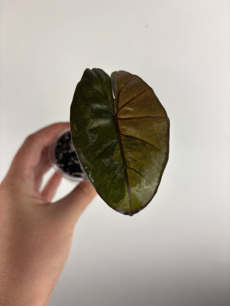 alocasia plumbea variegated