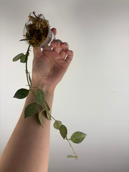 hoya lacunosa green mint E