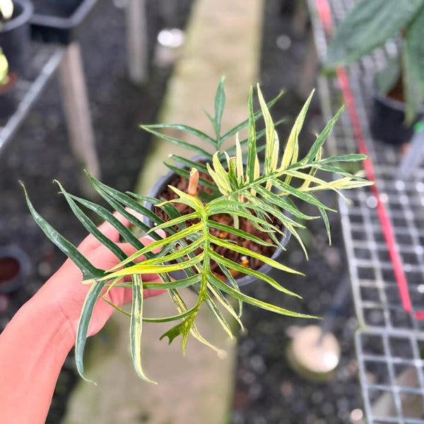 Philodendron tortum (Thailand) unacclimated