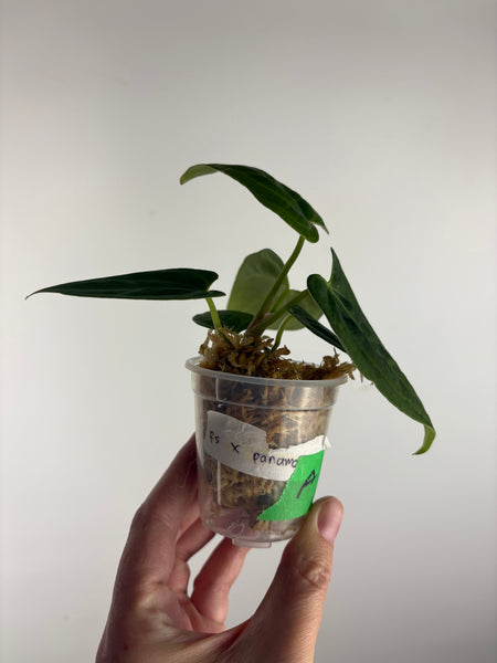 Anthurium Fort Sherman x Panama A2