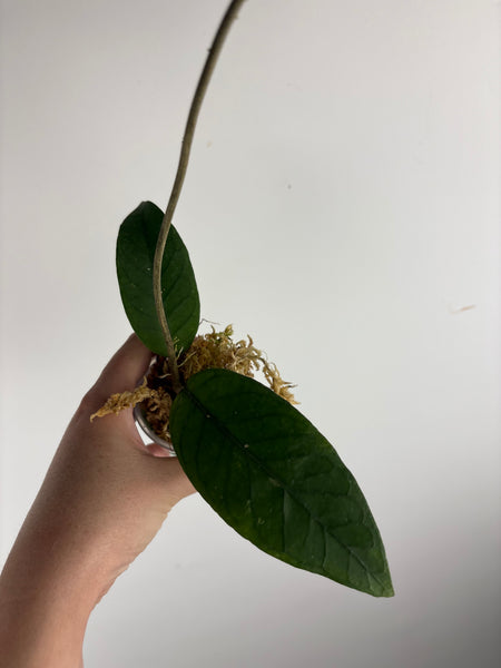 Hoya sp aceh shogun B