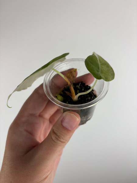 alocasia watsoniana albo