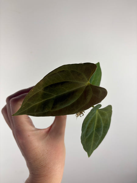 Anthurium blue papi X Fort Sherman A2