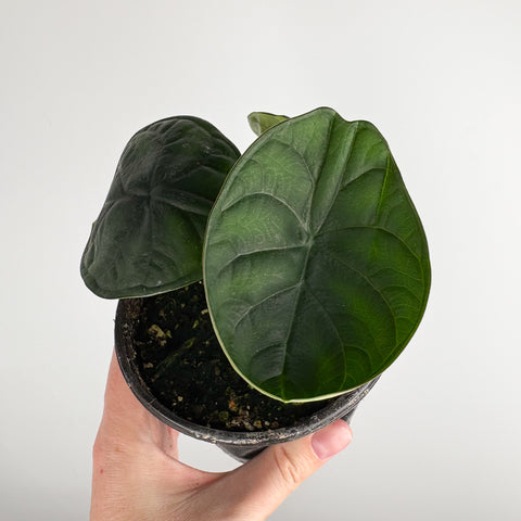 Alocasia Aegis 4 inch