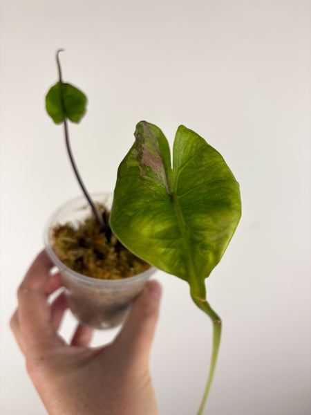 Alocasia stingray albo pink variegated