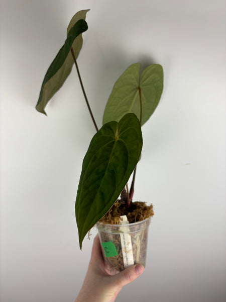 Anthurium magnificum x red dark phoenix C