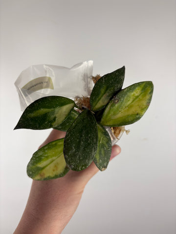 hoya nabawanensis variegated A