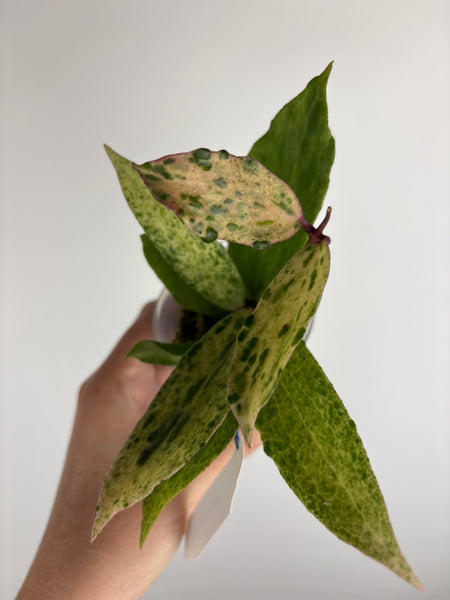 Hoya crocodile