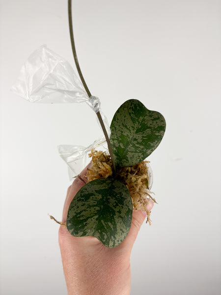 hoya deykeae morning dew A