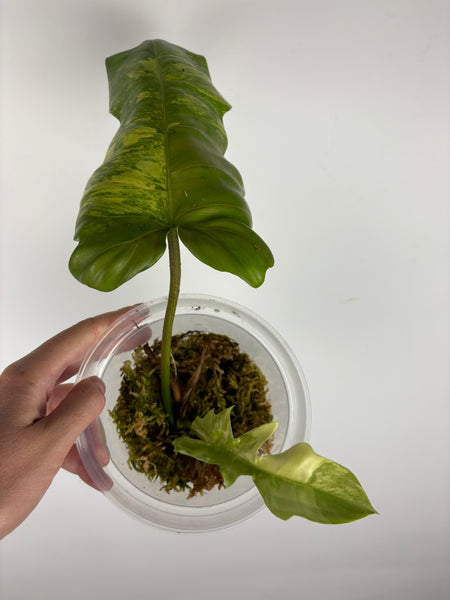 Philodendron Florida beauty x distantilobum variegated top cut lightly rooted